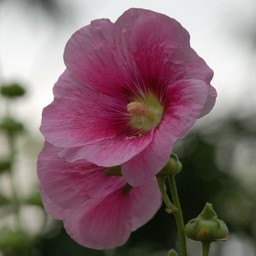 ピンクの花