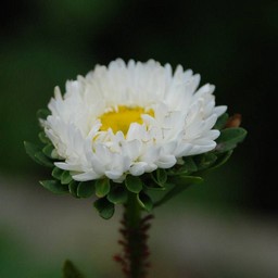アスター