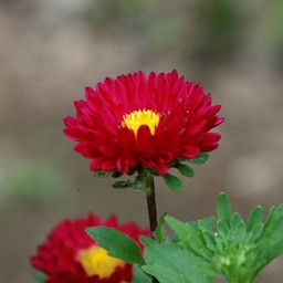 アスター