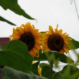 ひまわり