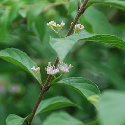 白い花
