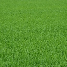 稲