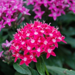 ピンクの花