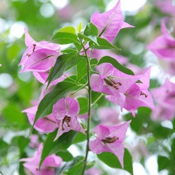 ピンクの花