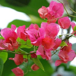 ピンクの花