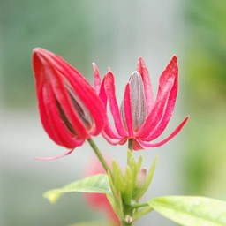 ピンクの花