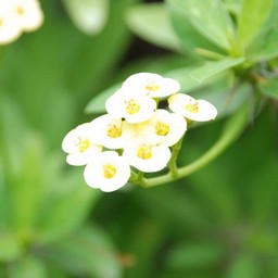 白い花