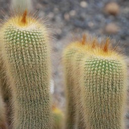 キンコウマル