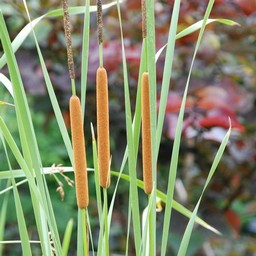 がまの穂