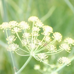 白い花