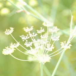 白い花