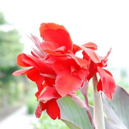 赤い花
