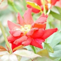 薔薇