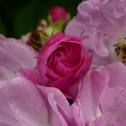 薔薇