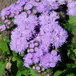 紫の花
