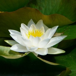 はす