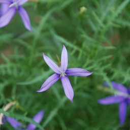 青い花