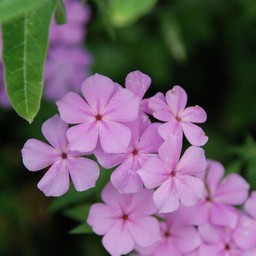 ピンクの花