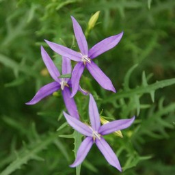 紫の花
