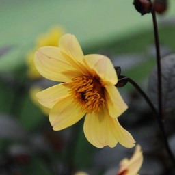 黄色い花