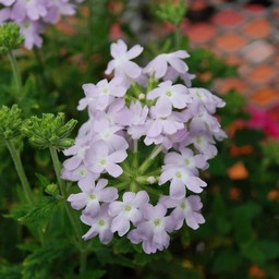 白い花
