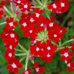 赤い花
