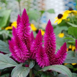 ピンクの花