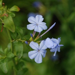 青い花