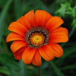 オレンジの花