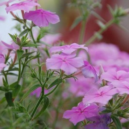 ピンクの花