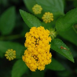 黄色い花