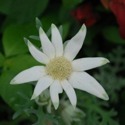白い花