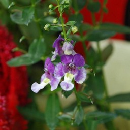紫の花