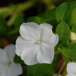 白い花