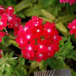赤い花