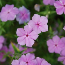 ピンクの花