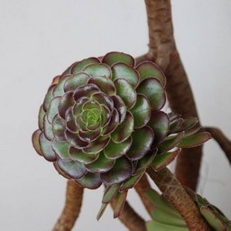 花のような葉