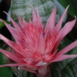 ピンクの花