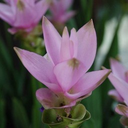 ピンクの花