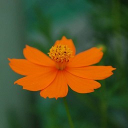 オレンジの花