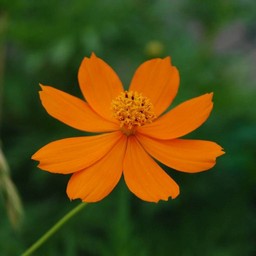 オレンジの花