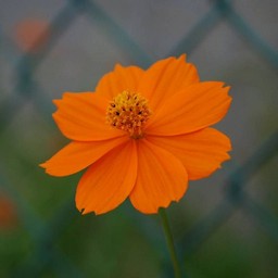 オレンジの花