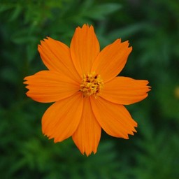 オレンジの花