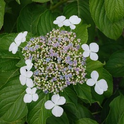 松本アスター
