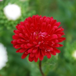 松本アスター