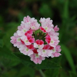 ピンクの花