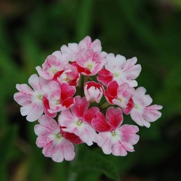 ピンクの花