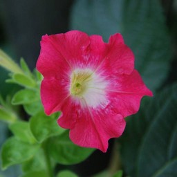 ピンクの花