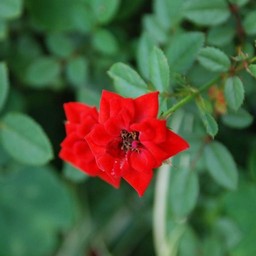 ミニ薔薇