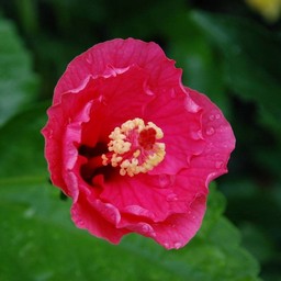 ピンクの花